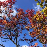 Autumn Colours and Blue Skies at Domaine de Pessel Holiday Cottages
