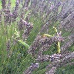 Praying Mantis in Lavender at Domaine de Pessel Holiday Cottages